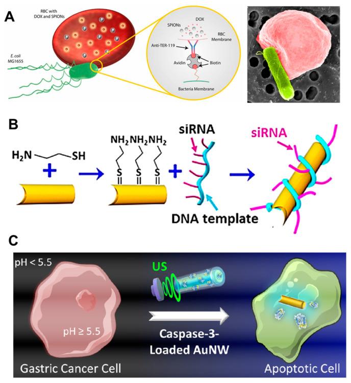 https://cdn.ncbi.nlm.nih.gov/pmc/blobs/e525/11314275/3bfed321068c/molecules-29-03663-g002.jpg