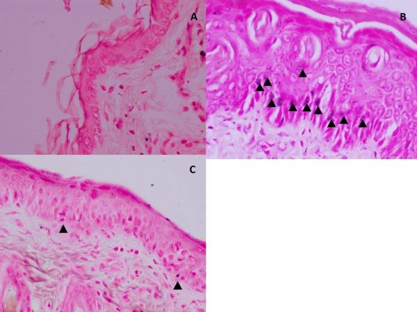 https://cdn.ncbi.nlm.nih.gov/pmc/blobs/e525/6842793/97c554a836c2/expanim-68-541-g006.jpg