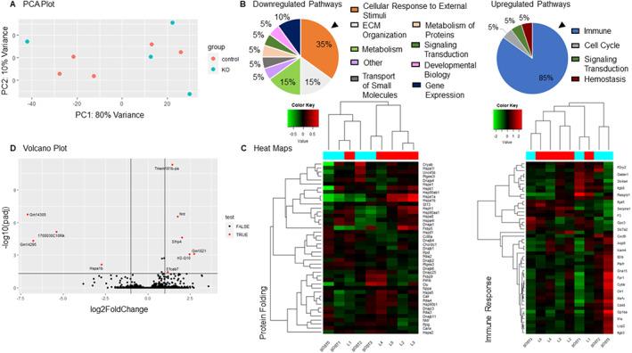 https://cdn.ncbi.nlm.nih.gov/pmc/blobs/e525/9320845/655b4f62db02/JBMR-37-1156-g001.jpg