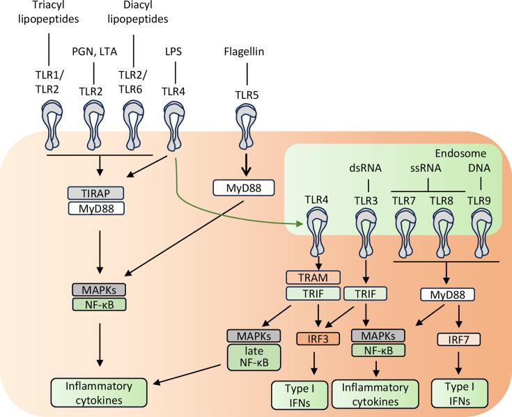https://cdn.ncbi.nlm.nih.gov/pmc/blobs/e526/12404611/657766516627/elife-106443-fig1.jpg