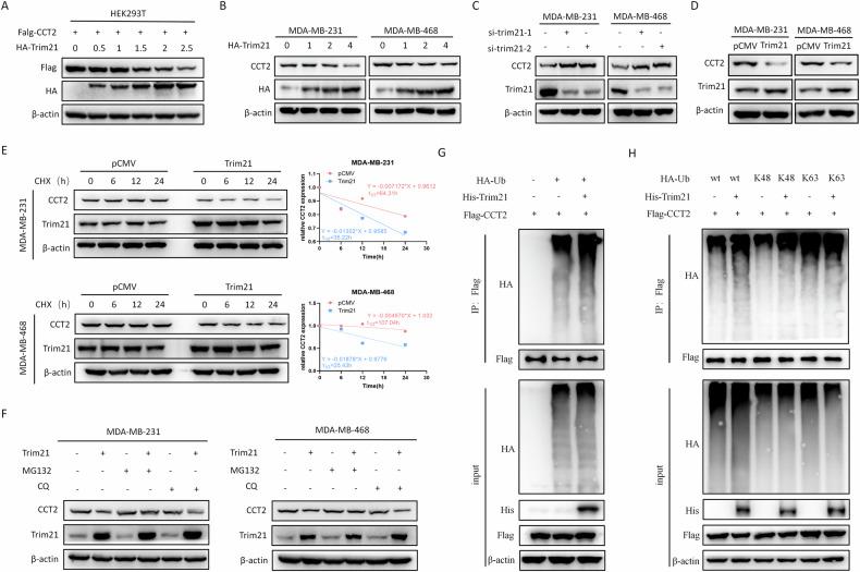 https://cdn.ncbi.nlm.nih.gov/pmc/blobs/e528/11289294/2a3f90465b13/41419_2024_6944_Fig4_HTML.jpg