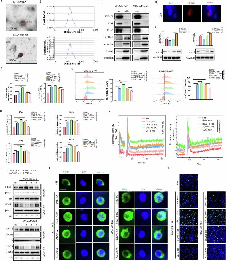 https://cdn.ncbi.nlm.nih.gov/pmc/blobs/e528/11289294/55dc35a8b2a9/41419_2024_6944_Fig7_HTML.jpg