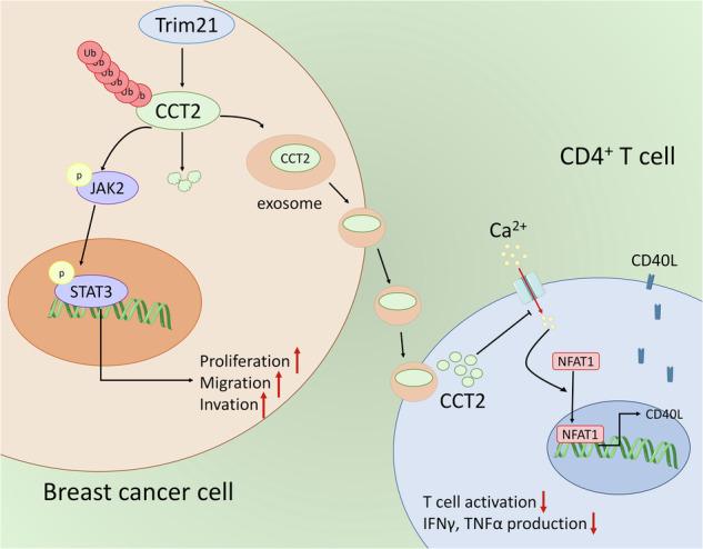 https://cdn.ncbi.nlm.nih.gov/pmc/blobs/e528/11289294/d1b764a05109/41419_2024_6944_Fig8_HTML.jpg