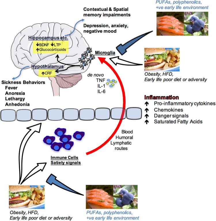 https://cdn.ncbi.nlm.nih.gov/pmc/blobs/e52f/6550267/30d07971d45c/41538_2017_8_Fig1_HTML.jpg