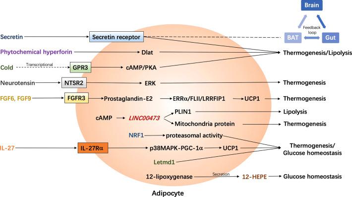 https://cdn.ncbi.nlm.nih.gov/pmc/blobs/e530/9114493/6db478ee5587/fendo-13-884944-g002.jpg