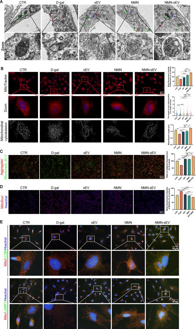https://cdn.ncbi.nlm.nih.gov/pmc/blobs/e533/12218950/f4ce5ed4b6f4/13287_2025_4460_Fig4_HTML.jpg
