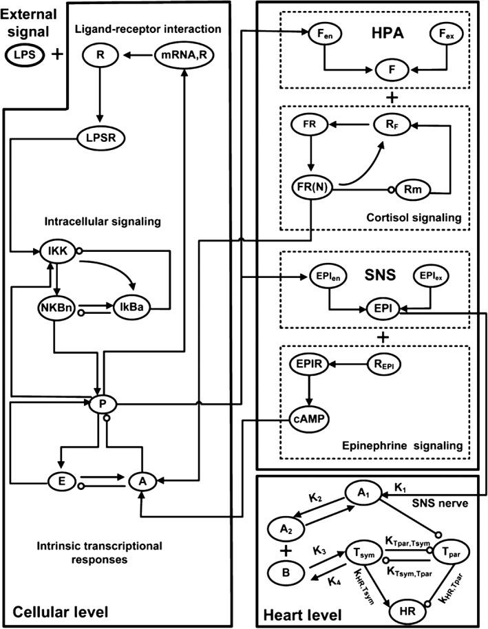 https://cdn.ncbi.nlm.nih.gov/pmc/blobs/e533/5412936/f9dc728b8535/WSBM-9-na-g005.jpg