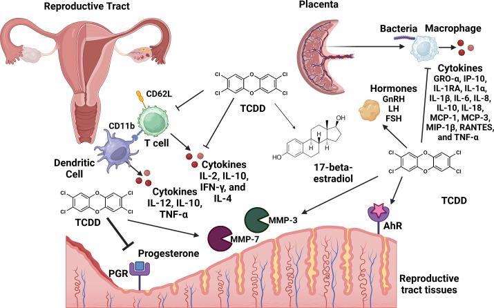 https://cdn.ncbi.nlm.nih.gov/pmc/blobs/e534/11666484/174cdd1c6df6/fimmu-15-1497405-g003.jpg