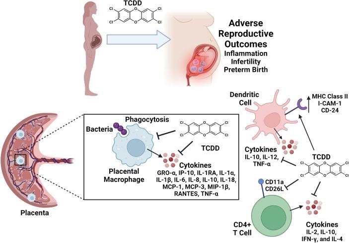 https://cdn.ncbi.nlm.nih.gov/pmc/blobs/e534/11666484/d081ae8945fc/fimmu-15-1497405-g002.jpg
