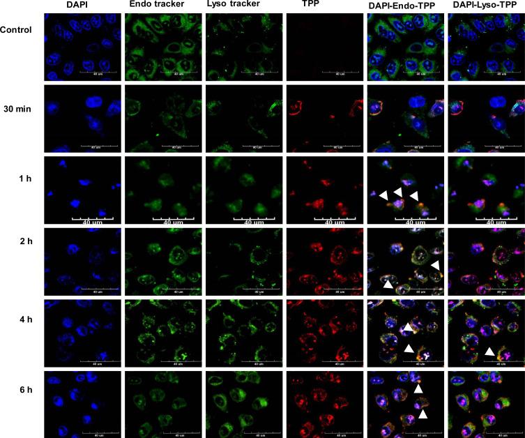 https://cdn.ncbi.nlm.nih.gov/pmc/blobs/e534/7494428/71a1f1c4102f/IJN-15-6689-g0007.jpg