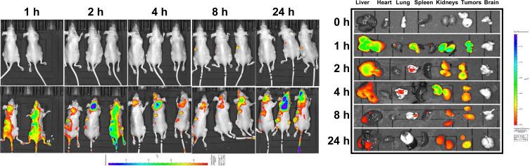 https://cdn.ncbi.nlm.nih.gov/pmc/blobs/e534/7494428/a67787c8bafb/IJN-15-6689-g0008.jpg