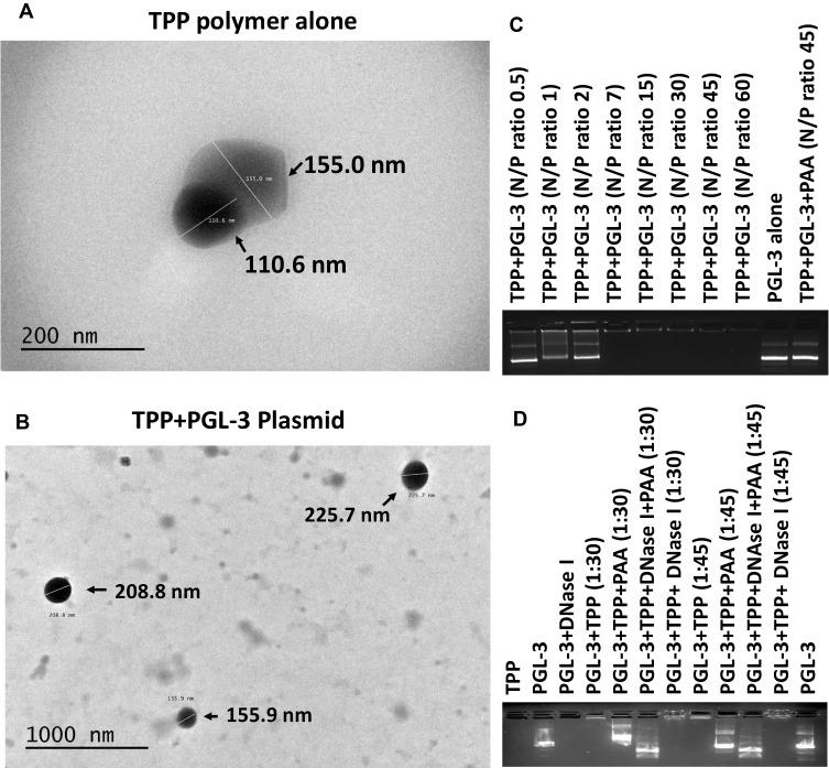 https://cdn.ncbi.nlm.nih.gov/pmc/blobs/e534/7494428/d90a2955258b/IJN-15-6689-g0003.jpg