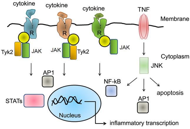 https://cdn.ncbi.nlm.nih.gov/pmc/blobs/e535/7959277/24aeb4c35b0b/10787_2021_796_Fig5_HTML.jpg