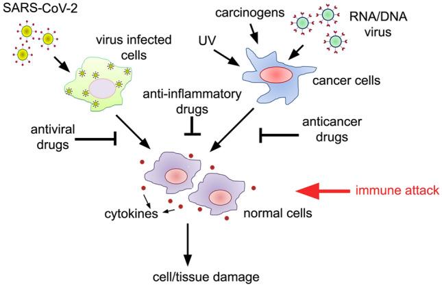 https://cdn.ncbi.nlm.nih.gov/pmc/blobs/e535/7959277/5297f7966460/10787_2021_796_Fig6_HTML.jpg