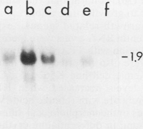 https://cdn.ncbi.nlm.nih.gov/pmc/blobs/e53b/367121/ef5f26113fde/molcellb00095-0061-b.jpg