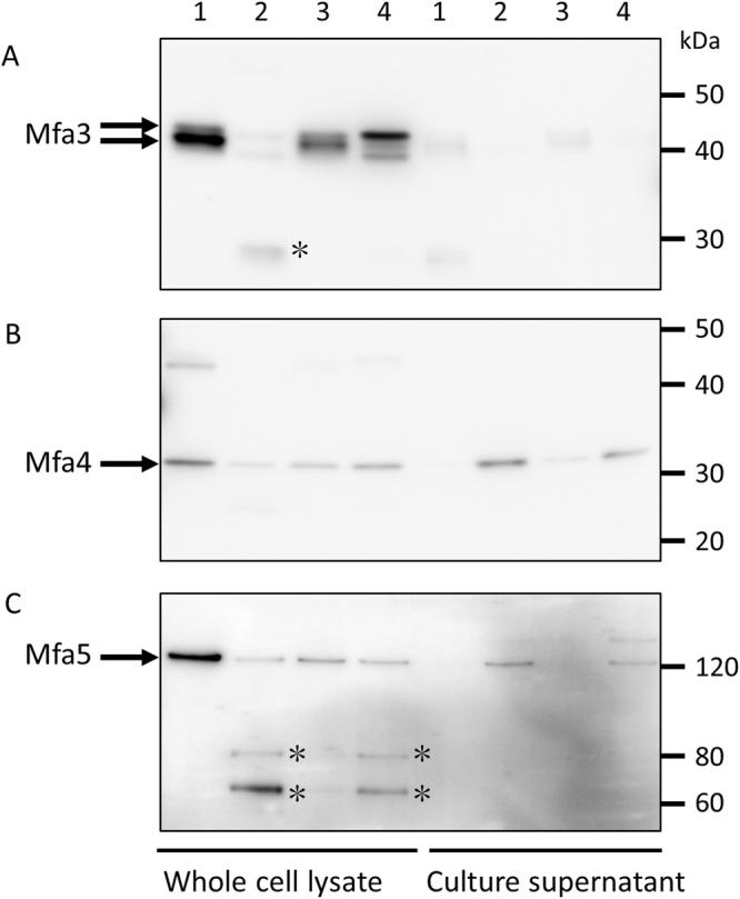 https://cdn.ncbi.nlm.nih.gov/pmc/blobs/e53b/5789003/5ca00aa122cf/41598_2018_20067_Fig6_HTML.jpg