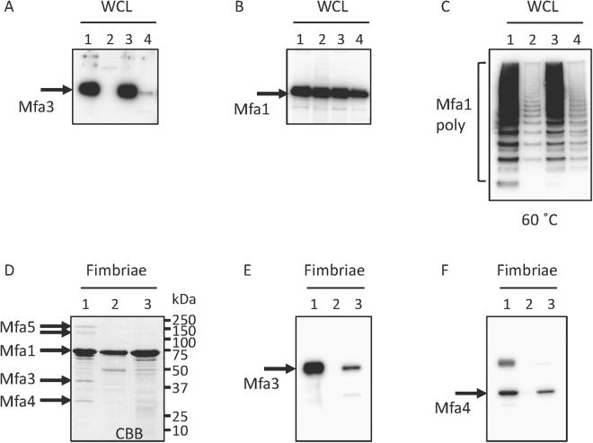 https://cdn.ncbi.nlm.nih.gov/pmc/blobs/e53b/5789003/a8144c4c9b98/41598_2018_20067_Fig7_HTML.jpg