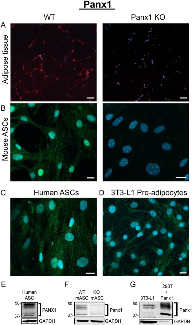https://cdn.ncbi.nlm.nih.gov/pmc/blobs/e53b/6212408/1a268e7a2ccf/41598_2018_34234_Fig4_HTML.jpg