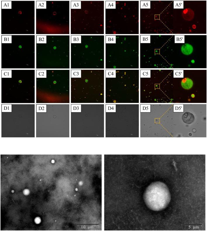 https://cdn.ncbi.nlm.nih.gov/pmc/blobs/e53c/9441954/8ec6d61fc2f2/fnut-09-961326-g0004.jpg