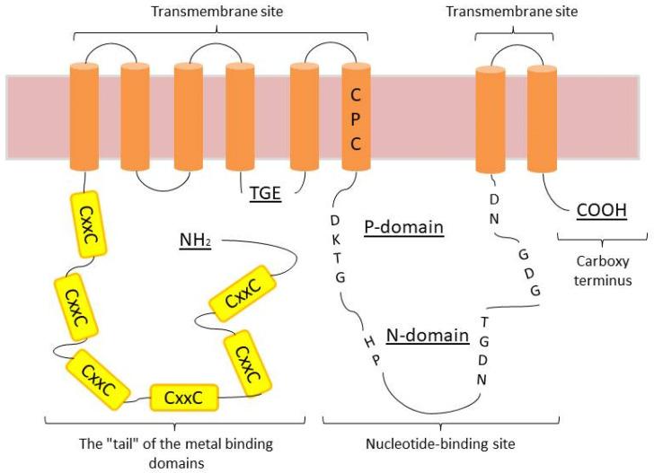 https://cdn.ncbi.nlm.nih.gov/pmc/blobs/e540/10889319/b5947f57666d/ijms-25-02402-g002.jpg