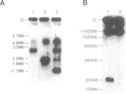 https://cdn.ncbi.nlm.nih.gov/pmc/blobs/e544/310467/2f0f1cab20f0/nar00074-0075-a.jpg
