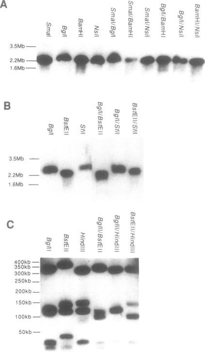 https://cdn.ncbi.nlm.nih.gov/pmc/blobs/e544/310467/92e0f75546bf/nar00074-0073-a.jpg