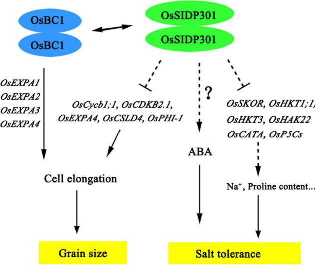 https://cdn.ncbi.nlm.nih.gov/pmc/blobs/e544/9366248/3fafe6a0ae03/fpls-13-863233-g010.jpg