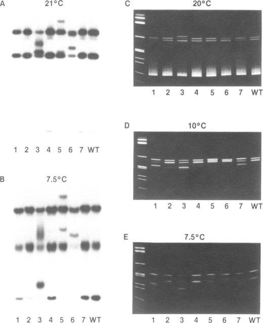 https://cdn.ncbi.nlm.nih.gov/pmc/blobs/e546/309858/46d77c6cb6e2/nar00065-0043-a.jpg
