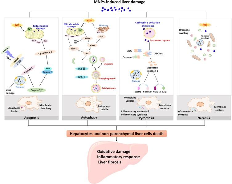https://cdn.ncbi.nlm.nih.gov/pmc/blobs/e548/6844216/aecd03d71800/IJN-14-8787-g0001.jpg