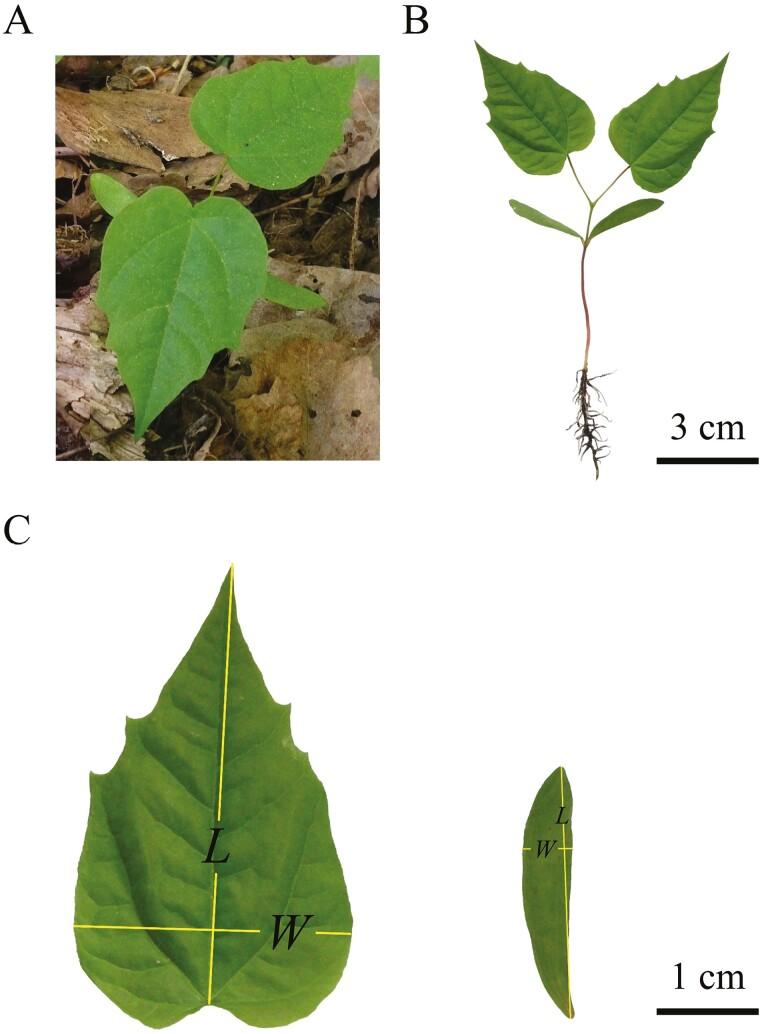 https://cdn.ncbi.nlm.nih.gov/pmc/blobs/e54a/11523618/3da043f1f93e/plae054_fig1.jpg