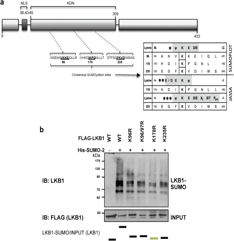 https://cdn.ncbi.nlm.nih.gov/pmc/blobs/e54d/6412020/a99fd3728782/gr3.jpg