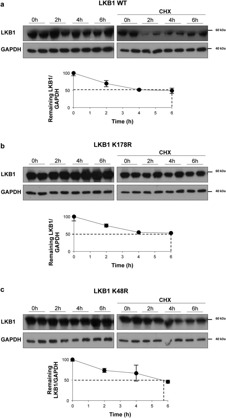 https://cdn.ncbi.nlm.nih.gov/pmc/blobs/e54d/6412020/b64b81de1857/gr15.jpg