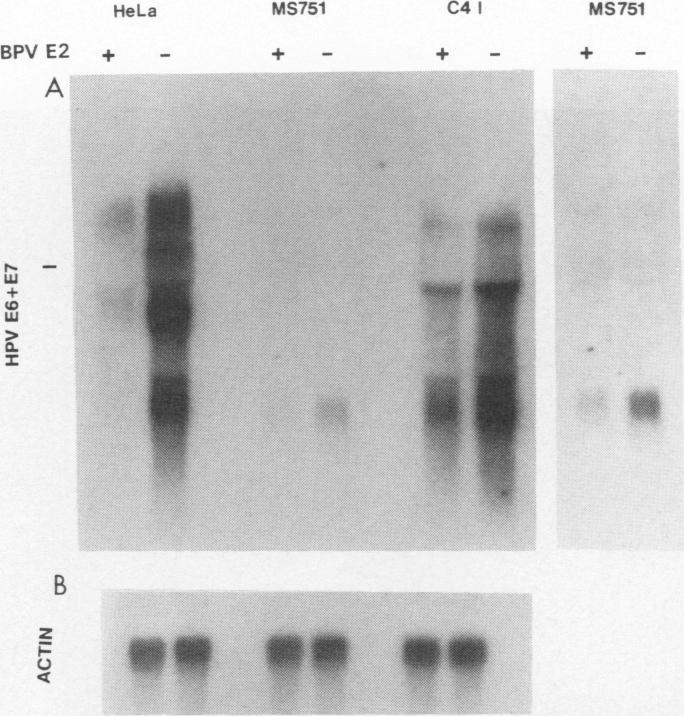 https://cdn.ncbi.nlm.nih.gov/pmc/blobs/e54e/237735/0ef3a1debac9/jvirol00028-0037-a.jpg