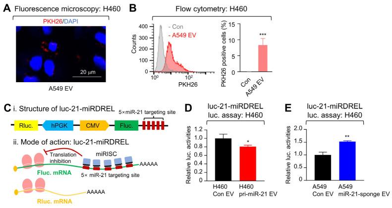 https://cdn.ncbi.nlm.nih.gov/pmc/blobs/e550/10970033/35f78bd67c03/ijms-25-03124-g004.jpg