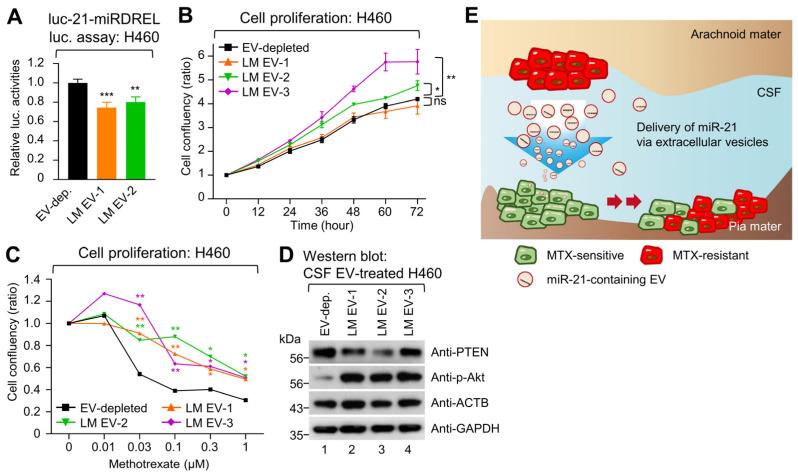https://cdn.ncbi.nlm.nih.gov/pmc/blobs/e550/10970033/4e047f0e1058/ijms-25-03124-g006.jpg