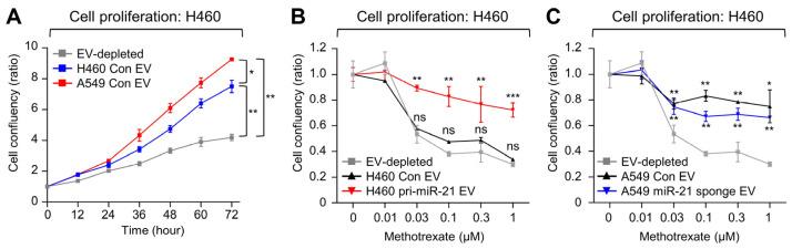 https://cdn.ncbi.nlm.nih.gov/pmc/blobs/e550/10970033/82fce646ce06/ijms-25-03124-g005.jpg