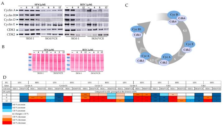 https://cdn.ncbi.nlm.nih.gov/pmc/blobs/e551/11677715/5f7b1c934479/ijms-25-13511-g007.jpg