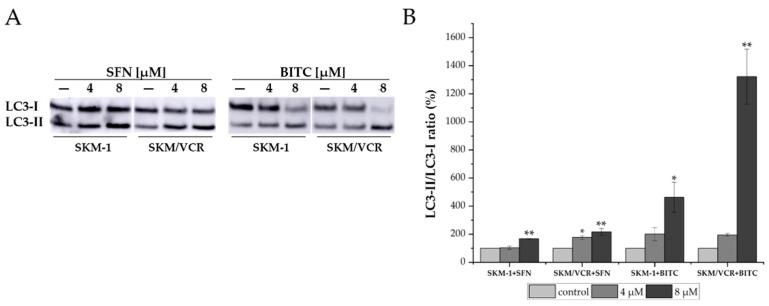 https://cdn.ncbi.nlm.nih.gov/pmc/blobs/e551/11677715/e24feb5f3b78/ijms-25-13511-g005.jpg