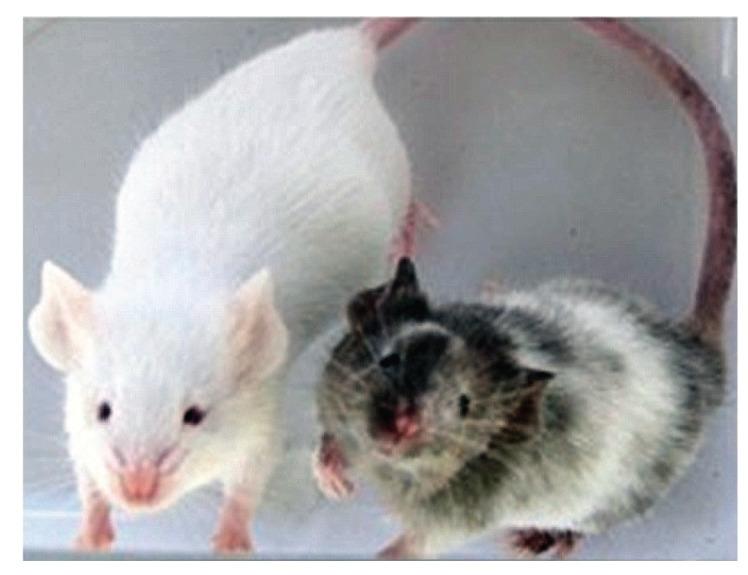 https://cdn.ncbi.nlm.nih.gov/pmc/blobs/e552/10858364/6fee4c20b570/IJB-20-e2902-g002.jpg