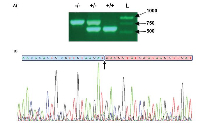 https://cdn.ncbi.nlm.nih.gov/pmc/blobs/e552/10858364/a80a2b6ae234/IJB-20-e2902-g003.jpg