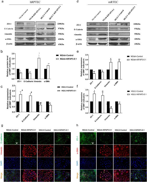 https://cdn.ncbi.nlm.nih.gov/pmc/blobs/e553/11176233/b9ba1cddde35/10565_2024_9874_Fig5_HTML.jpg
