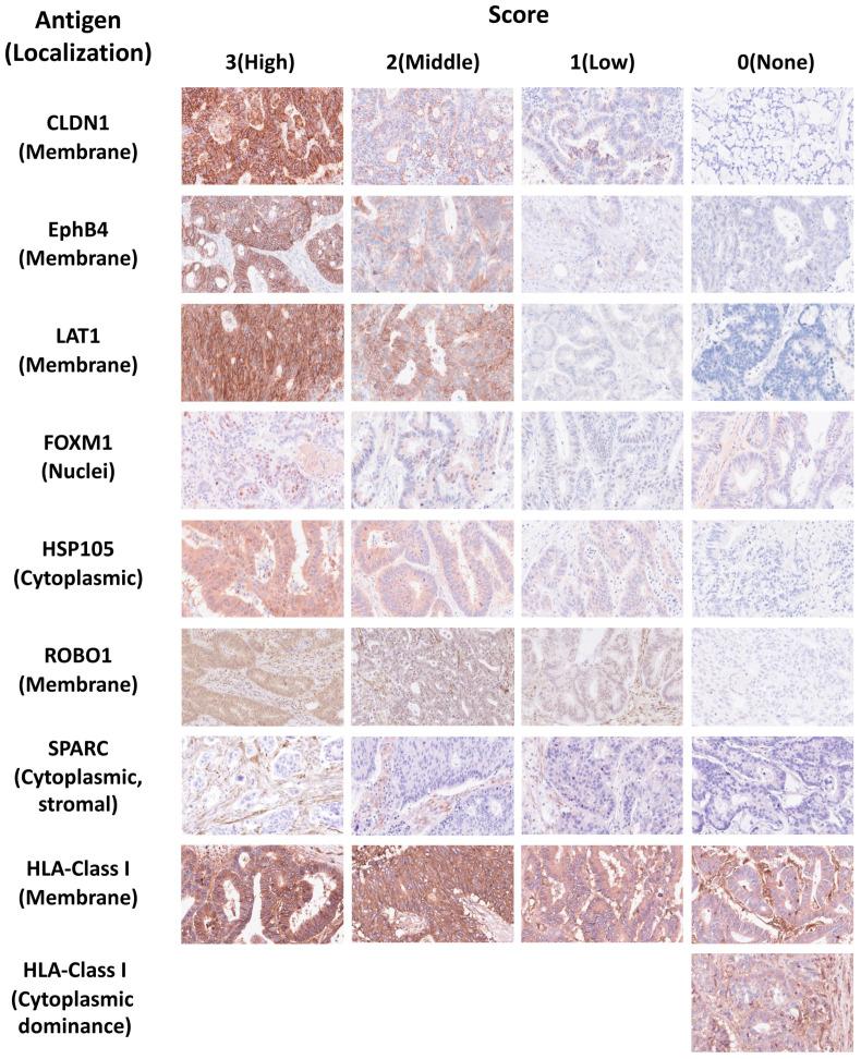 https://cdn.ncbi.nlm.nih.gov/pmc/blobs/e553/12347713/6750cadcd1a1/ijms-26-07402-g001.jpg