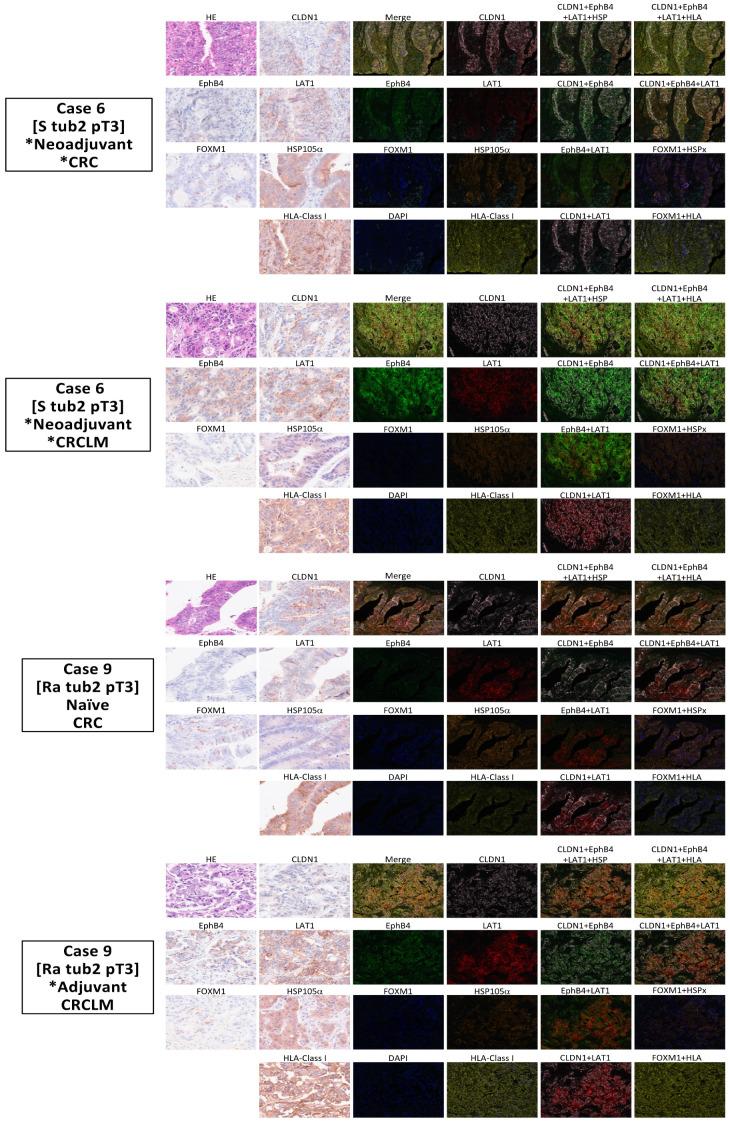https://cdn.ncbi.nlm.nih.gov/pmc/blobs/e553/12347713/97fbfa1eb697/ijms-26-07402-g004.jpg