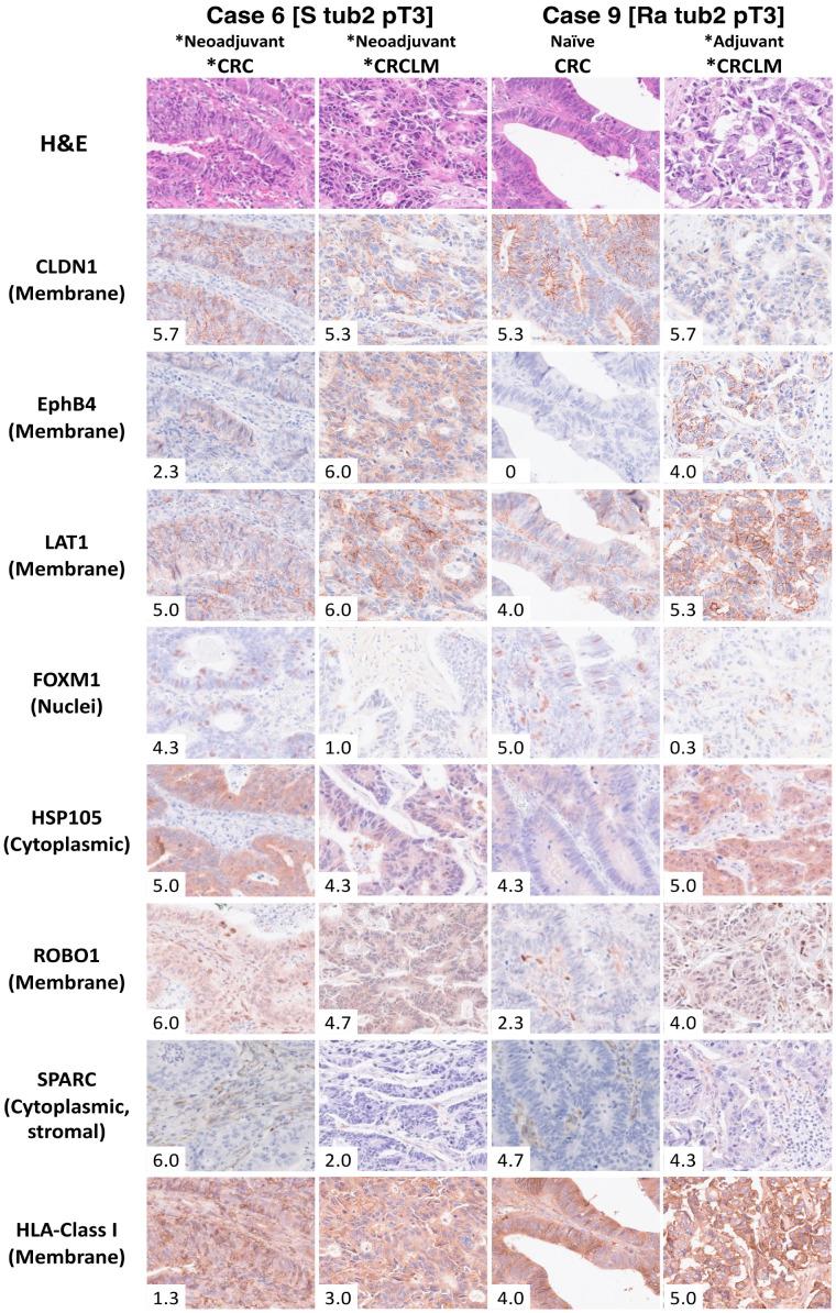 https://cdn.ncbi.nlm.nih.gov/pmc/blobs/e553/12347713/bd48e65ca9b0/ijms-26-07402-g003.jpg