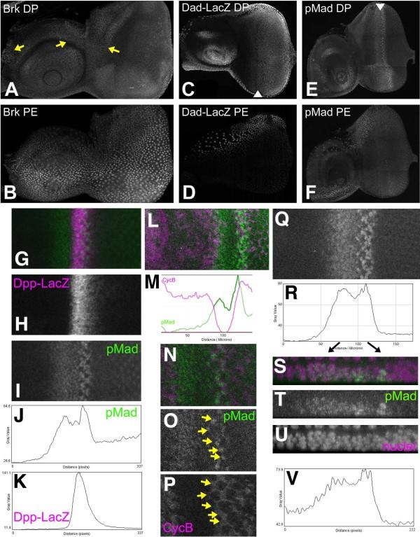 https://cdn.ncbi.nlm.nih.gov/pmc/blobs/e553/2846880/39aa297c8627/1471-213X-10-28-1.jpg