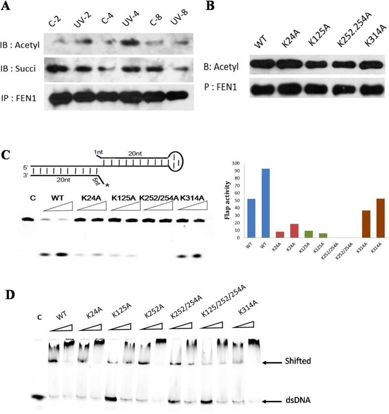https://cdn.ncbi.nlm.nih.gov/pmc/blobs/e553/4959001/16bead0cc1de/srep30212-f6.jpg