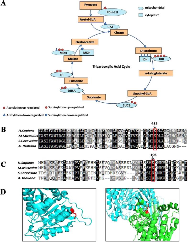 https://cdn.ncbi.nlm.nih.gov/pmc/blobs/e553/4959001/994712951472/srep30212-f3.jpg
