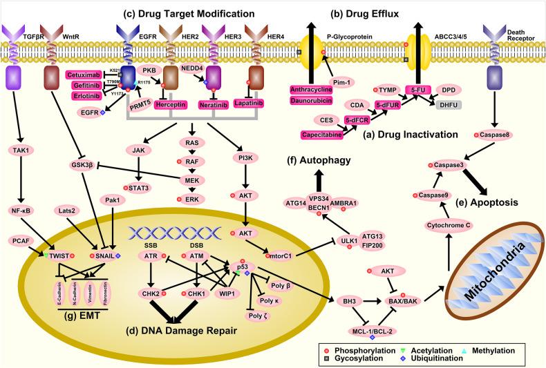 https://cdn.ncbi.nlm.nih.gov/pmc/blobs/e555/7479143/64fb58f898a1/41392_2020_300_Fig5_HTML.jpg