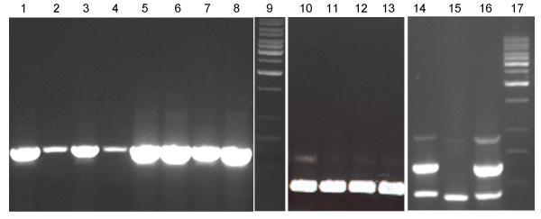 https://cdn.ncbi.nlm.nih.gov/pmc/blobs/e556/270090/51fdcdab1a1b/1471-2229-3-6-7.jpg