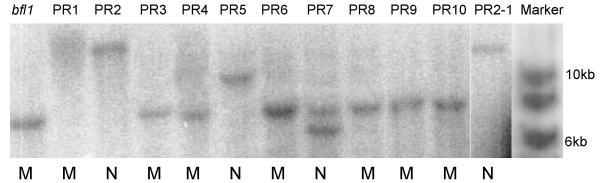 https://cdn.ncbi.nlm.nih.gov/pmc/blobs/e556/270090/f9c205c12f9e/1471-2229-3-6-4.jpg